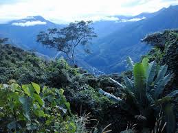 Výsledek obrázku pro yungas