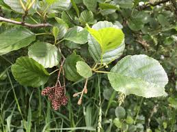 Attēlu rezultāti vaicājumam “Alnus glutinosa”