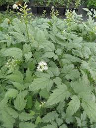 Image result for Christophskraut