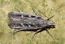 Attēlu rezultāti vaicājumam “Gelechia jakovlevi”