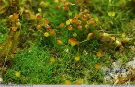 Attēlu rezultāti vaicājumam “Seligeria pusilla”