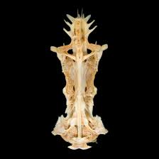 Image result for Bagre marinus