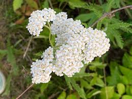Attēlu rezultāti vaicājumam “Peucedanum oreoselinum flower”