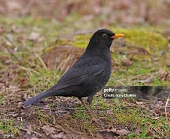 Attēlu rezultāti vaicājumam “Turdus merula”
