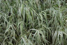 Attēlu rezultāti vaicājumam “Holcus mollis”