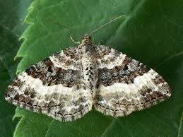 Attēlu rezultāti vaicājumam “Epirrhoe”