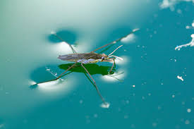 Attēlu rezultāti vaicājumam “Gerridae”