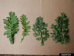 Attēlu rezultāti vaicājumam “Jacobaea vulgaris leaf”