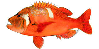 Image result for Chrysoblephus laticeps