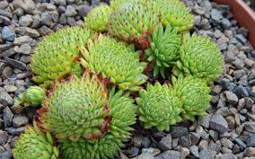 Attēlu rezultāti vaicājumam “Jovibarba globifera”