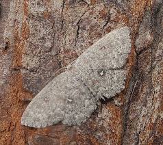 Attēlu rezultāti vaicājumam “Cyclophora pendularia”