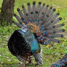 Attēlu rezultāti vaicājumam “Meleagris”