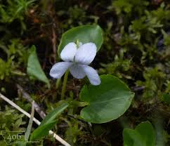 Attēlu rezultāti vaicājumam “Viola palustris leaf”
