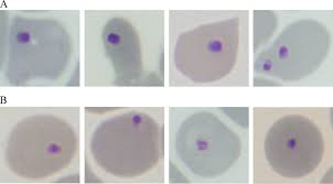 Attēlu rezultāti vaicājumam “Dianema depressum plasmodium”