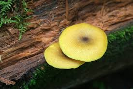 Attēlu rezultāti vaicājumam “Tricholomopsis decora”