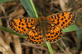 Attēlu rezultāti vaicājumam “Clossiana selene upperside”