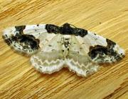 Attēlu rezultāti vaicājumam “Ligdia adustata”