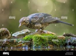 Attēlu rezultāti vaicājumam “Turdus merula juvenile”