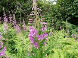 Image result for Weidenröschen