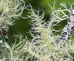 Attēlu rezultāti vaicājumam “Usnea subfloridana”
