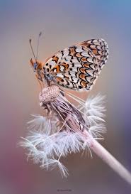Attēlu rezultāti vaicājumam “Melitaea phoebe underside”