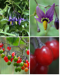 Attēlu rezultāti vaicājumam “Sinapis alba fruit”