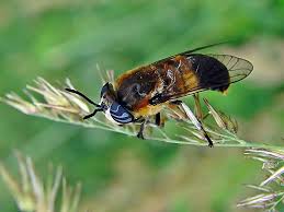 Attēlu rezultāti vaicājumam “Heptatoma pellucens”