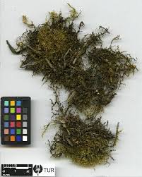 Attēlu rezultāti vaicājumam “Drepanocladus polygamus”