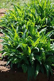 Image result for Succisella inflexa