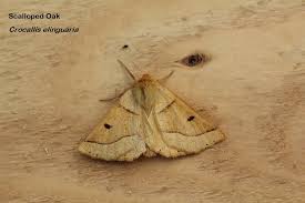 Attēlu rezultāti vaicājumam “Crocallis elinguaria larva”