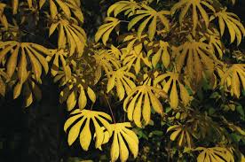 Attēlu rezultāti vaicājumam “Kalopanax septemlobus”