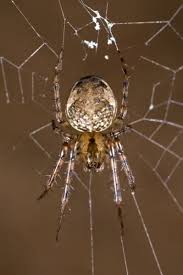 Attēlu rezultāti vaicājumam “Metellina merianae”