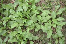 Attēlu rezultāti vaicājumam “Rumex crispus leaf”