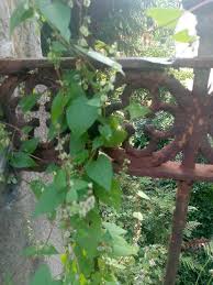 Attēlu rezultāti vaicājumam “Fallopia dumetorum”