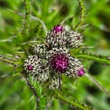 Attēlu rezultāti vaicājumam “Cirsium palustre flower”