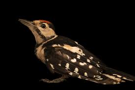 Attēlu rezultāti vaicājumam “Dendrocopos major male”