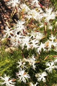 Attēlu rezultāti vaicājumam “Dianthus arenarius bud”