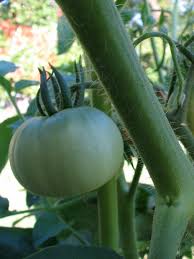 Afbeeldingsresultaat voor cabin tomato