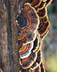 Attēlu rezultāti vaicājumam “Tetratoma fungorum”