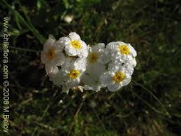 Attēlu rezultāti vaicājumam “Boraginaceae”