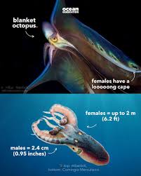 Attēlu rezultāti vaicājumam “Polypogon tentacularius male”