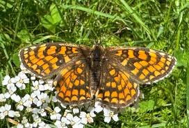 Attēlu rezultāti vaicājumam “Mellicta athalia”