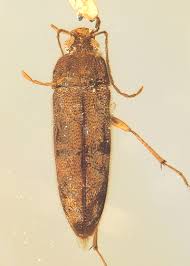 Attēlu rezultāti vaicājumam “Melandryidae”