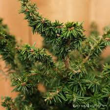 Attēlu rezultāti vaicājumam “Tsuga canadensis”