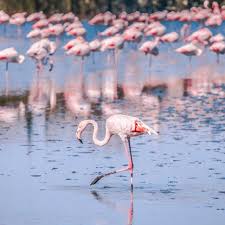 Image result for parque natural de camargue
