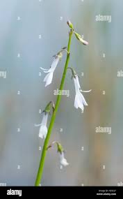 Attēlu rezultāti vaicājumam “Lobelia dortmanna flower”