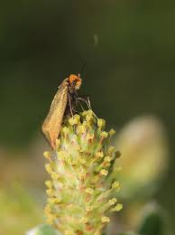 Attēlu rezultāti vaicājumam “Adela cuprella”