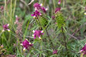 Attēlu rezultāti vaicājumam “Melampyrum cristatum leaf”