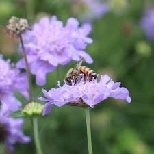 Image result for Scabiosa col.`Butterfly Blue`