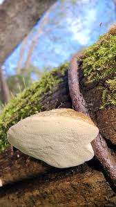 Attēlu rezultāti vaicājumam “Sarcoporia polyspora”